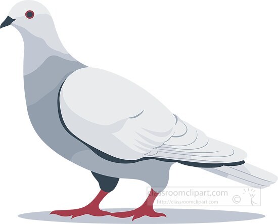 dove bird with plump body