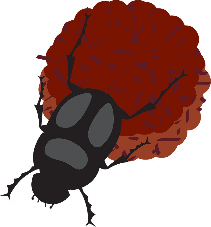 dung beetle or scarabs insect gray color clipart