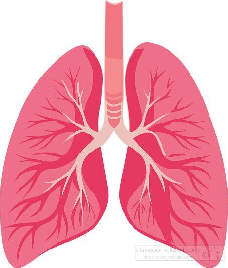 educational clipart of the respiratory system