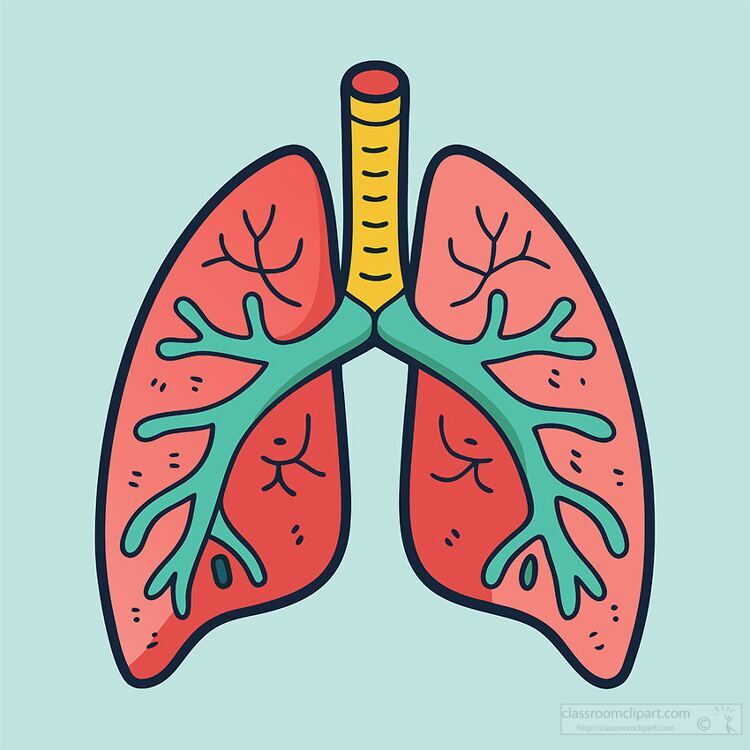 colorful educational illustration of human lungs with visible bronchi and airways showcasing respiratory anatomy