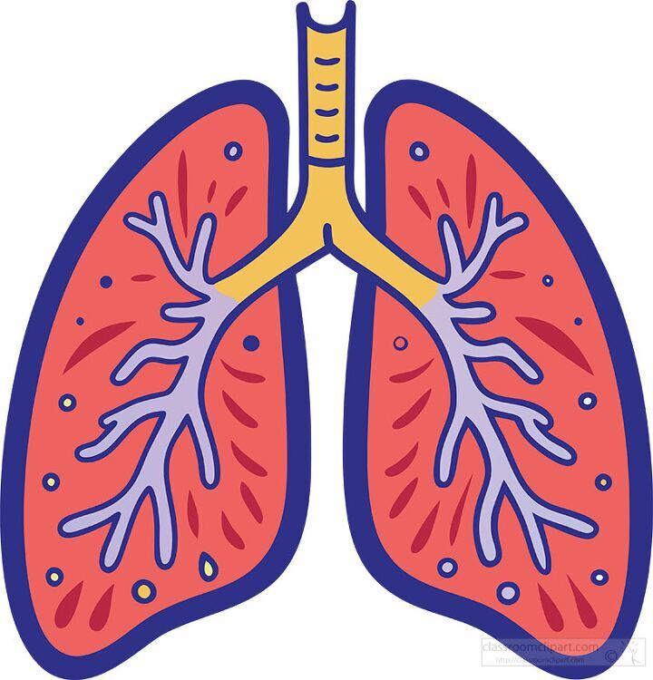 educational illustration of human lungs