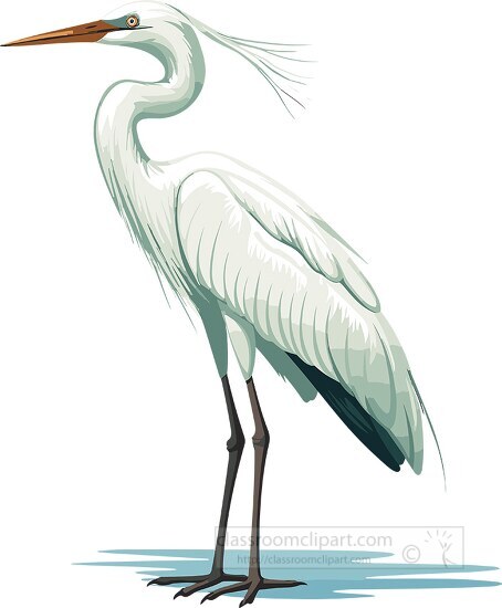 egret bird long slender legs