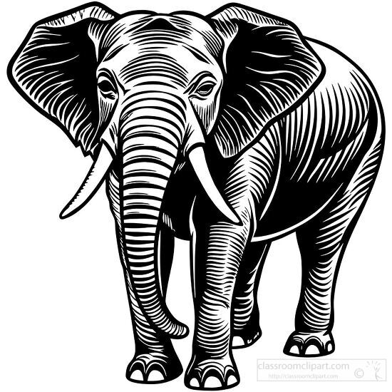 elephant line art featuring detailed trunk and ears