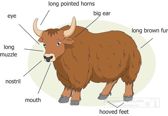 external anatomy yak illustrated clip arty