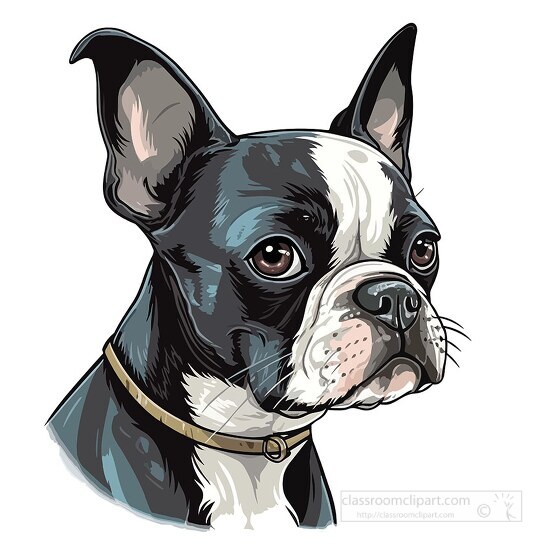 face of a boston terrier dog clip art