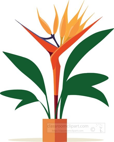 flowering bird of paradise plant growing in a pot