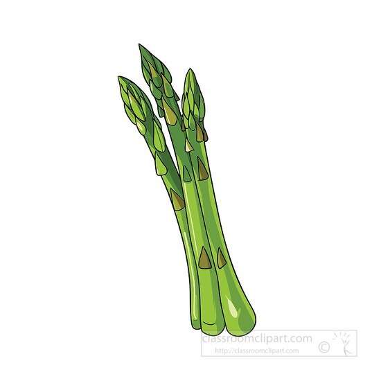 freshly picked gree asparagus stalks clip art