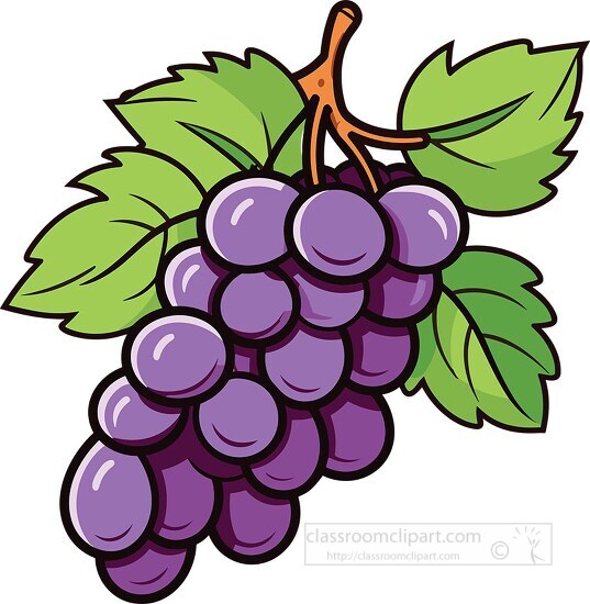 freshly picked purple grapes clip art