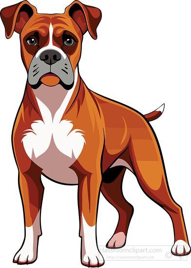 front view of a short haied boxer dog standing