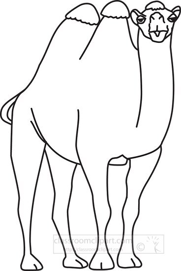 front view of two humped bactrian camel black outline