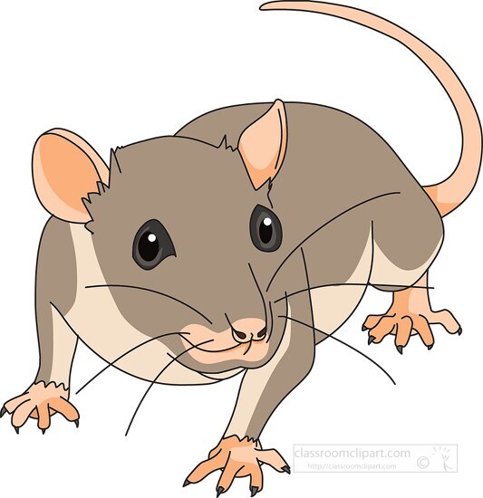 furry rodent little rat with pink hairless tail clip art