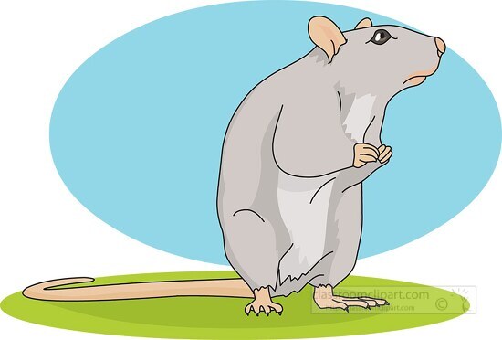 gray mouse standing on hind legs clip art