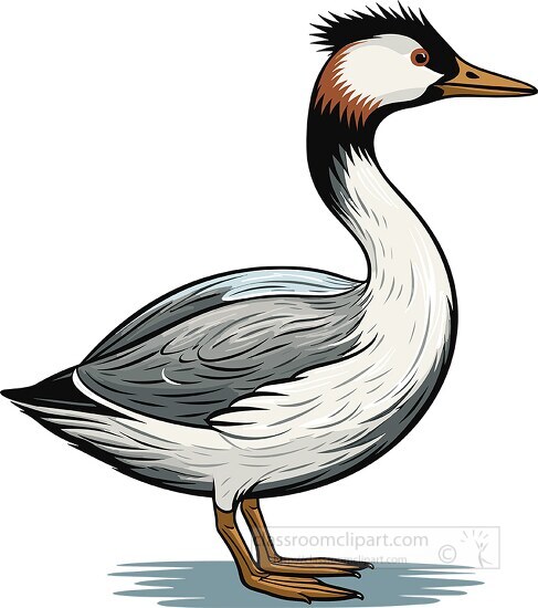 grebe is a waterbird