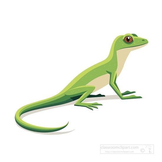 green anole with long tail clip art