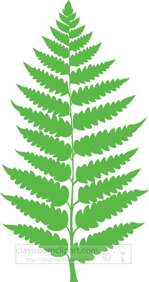 green fern leaf on a white background