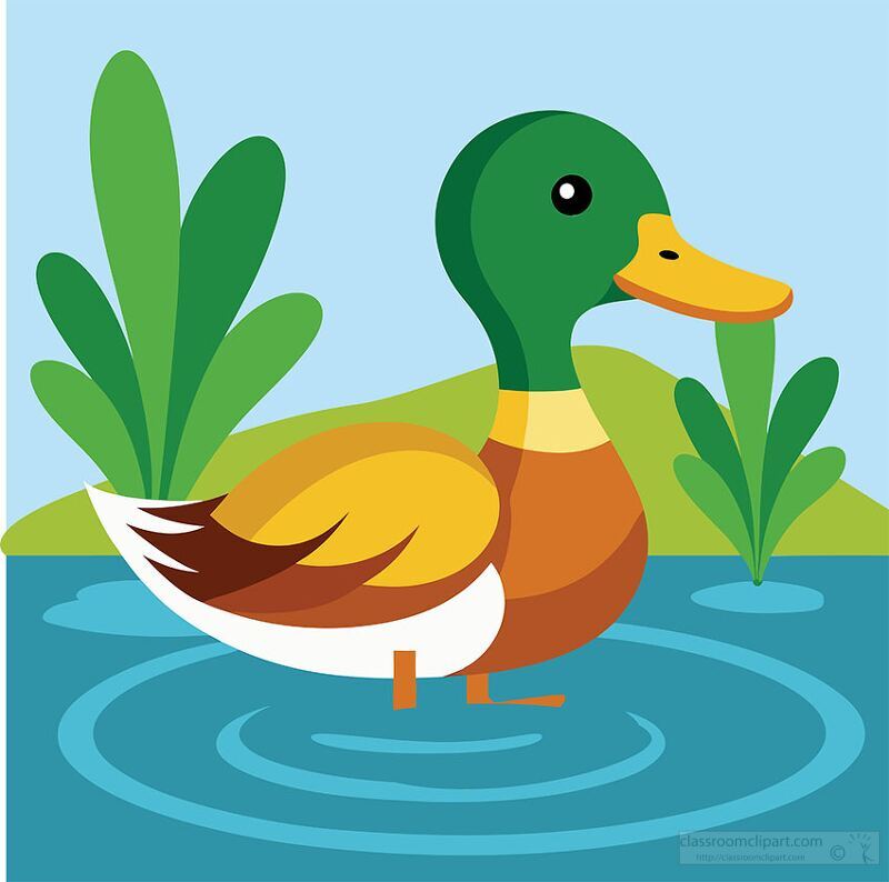 green headed duck wades in a small blue pond