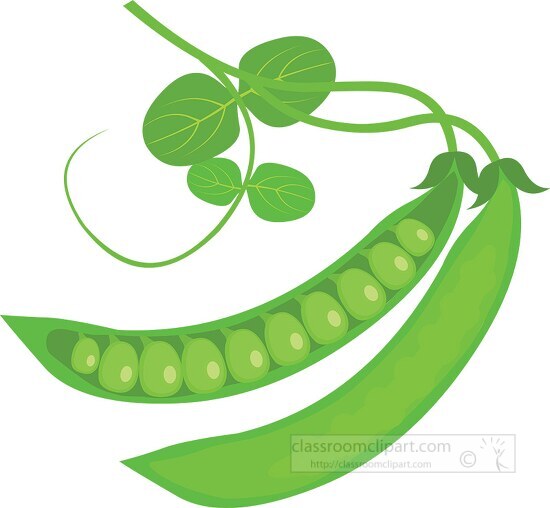 green peas leaf tendrils clipart 318