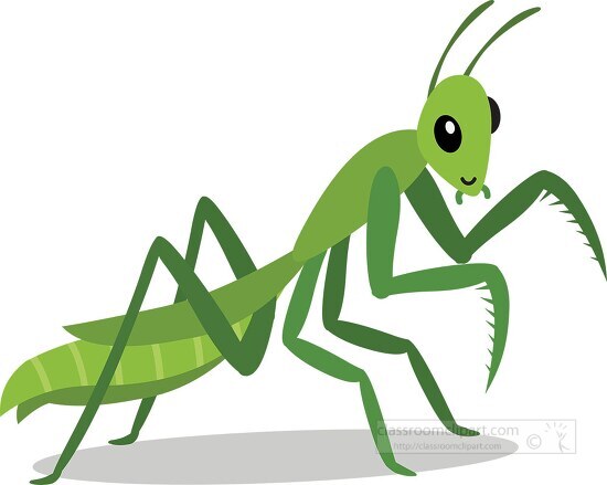 green praying Mantis large forearms for gripping pray Clipart