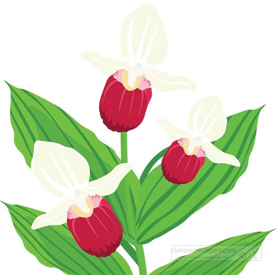 group of pink white lady slipper flowers clipart