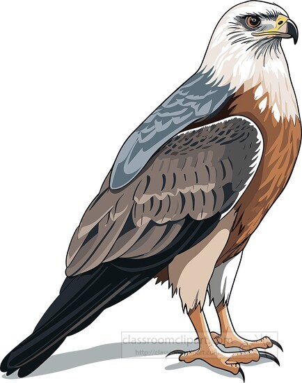 hawk large bird of prey