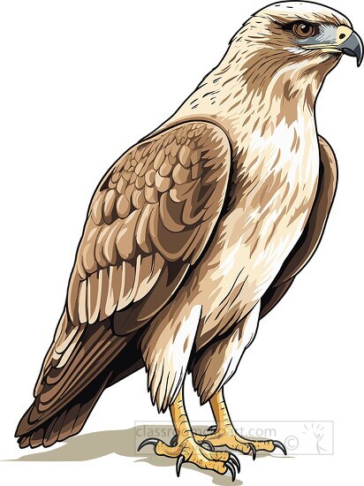 hawks bird of prey
