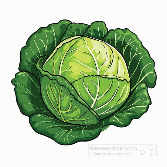 head of green cabbage clip art