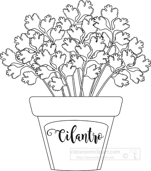 herb cilantro in labeled pot black white outline clipart