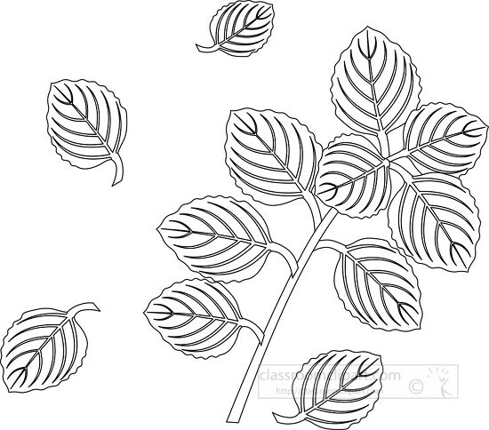 herb oregano labeled planter black white outline clipart