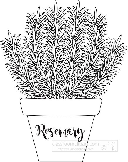 herb rosemary in labeled planter black white outline clipart