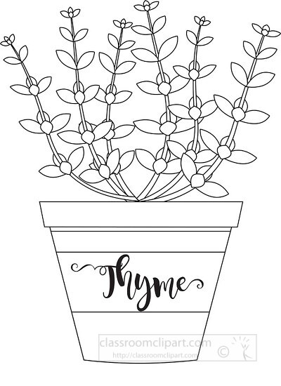 herb thyme in labeled planter black white outline clipart