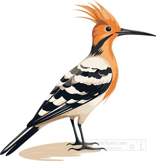 hoopoes bird with crown of feathers on its head
