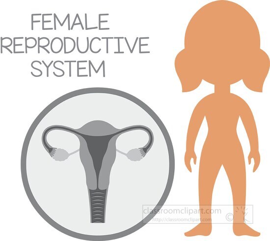 human anatomy female reproductive system gray color clipart