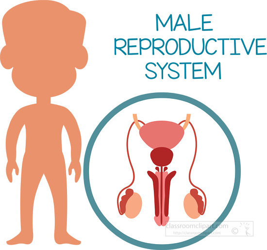 human anatomy male reproductive system clipart