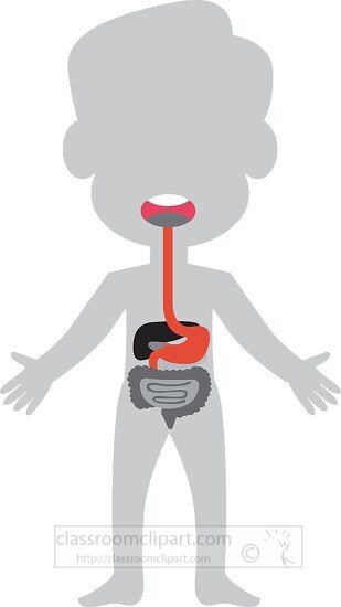 human body illustrated digestive system gray color clip art