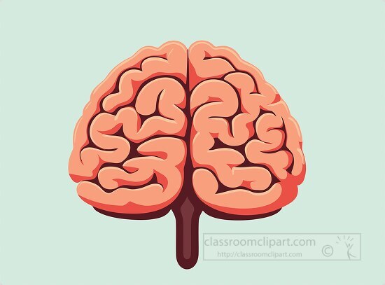 human brain simple vector right left cerebral cortex
