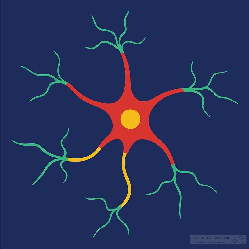 scientific vector illustration of a nerve cell ideal for biology and neuroscience education