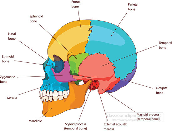 human skull bones skeleton labeled anatomy clipart
