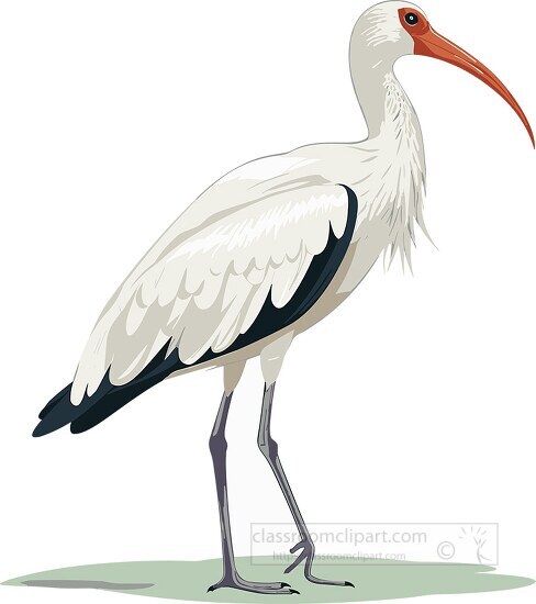 ibis long legged wading bird with curved bill