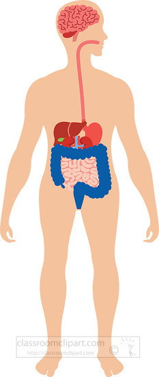 illustration human body with digestive system clipart