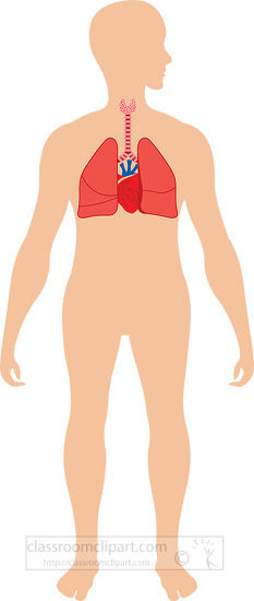 illustration human body with thyroid trachae lungs clipart