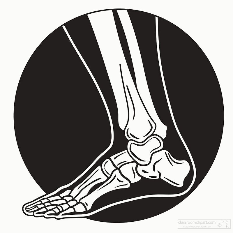 illustration of a human foot and ankle bones