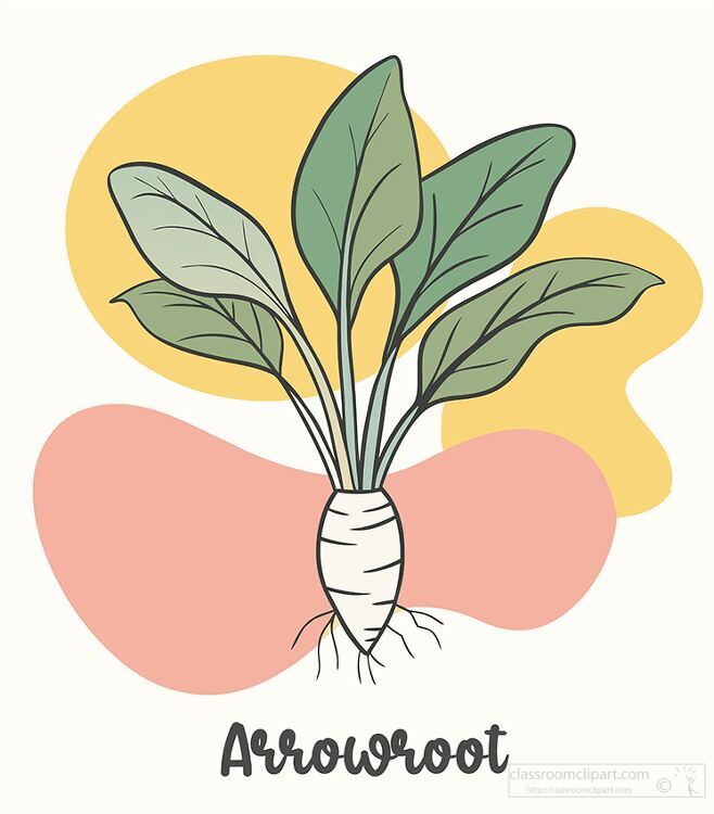 illustration of an arrowroot plant with green leaves