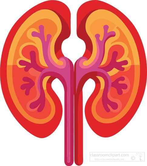 illustration of the human kidney showing detailed internal struc