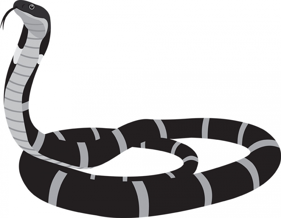 king cobra longest venomous snake lives in asia gray color clipa