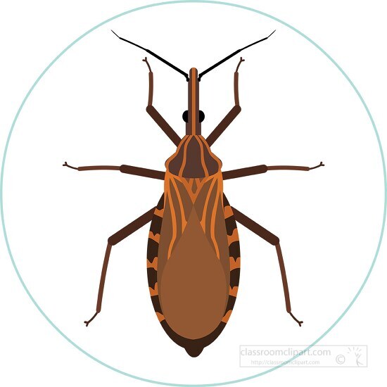 kissing bug insects animal clipart