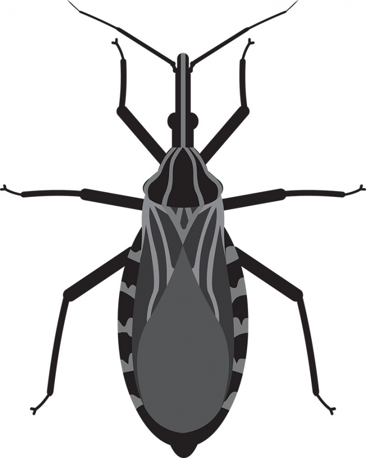 kissing bug insects animal gray color clipart