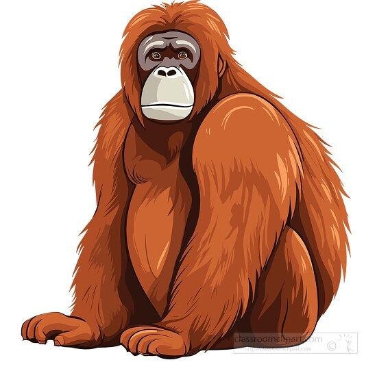 large adult orangutan sits on back end
