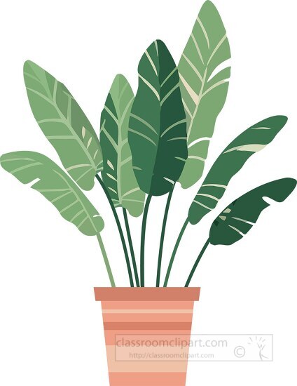 large leaf green house plant potted