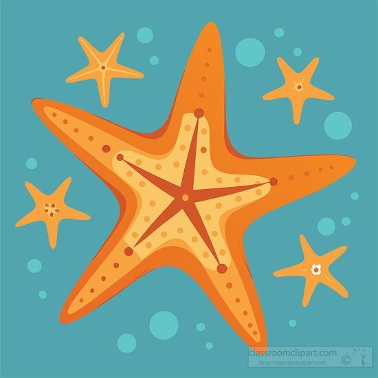 large orange starfish surrounded by four smaller ones