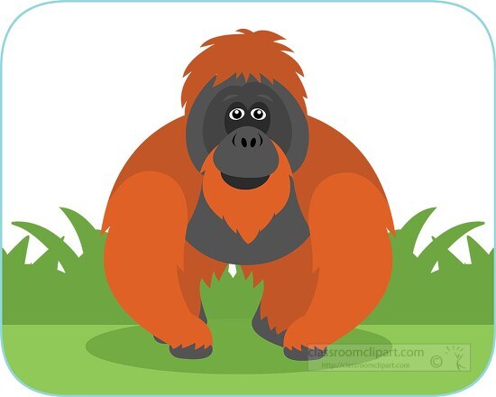 large orangutan great apes stands in rainforest clipart